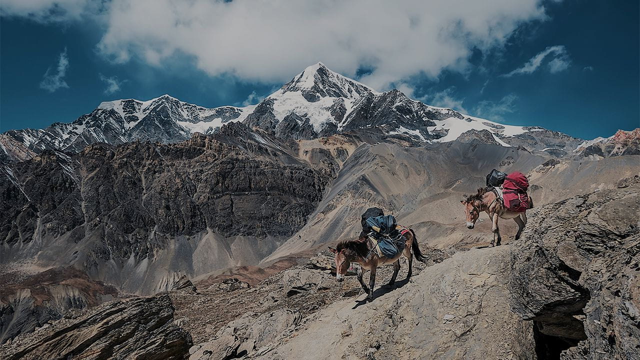 blue and beige camping backpack